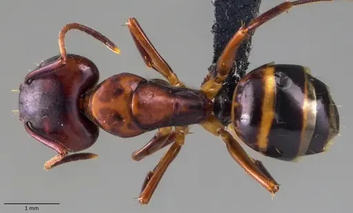 Camponotus subbarbatus specimen ANTWEB1060080 image antweb1060080_1