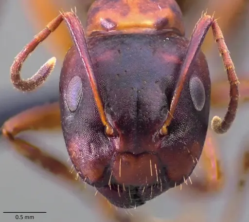 Camponotus subbarbatus specimen ANTWEB1060080 image antweb1060080_2