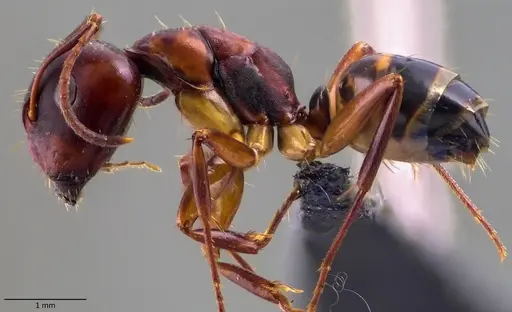 Camponotus subbarbatus specimen ANTWEB1060080 image antweb1060080_3