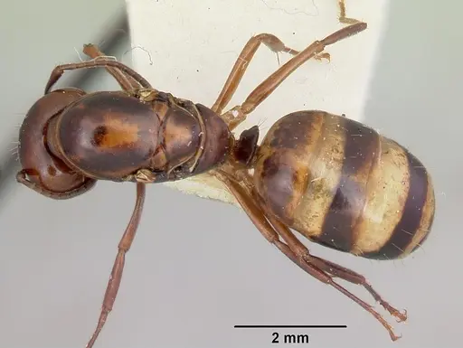 Camponotus subbarbatus specimen CASENT0103351 image casent0103351_1