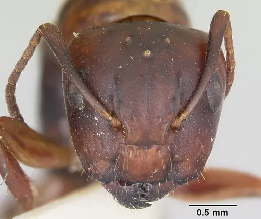 Camponotus subbarbatus specimen CASENT0103351 image casent0103351_2