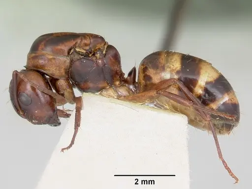 Camponotus subbarbatus specimen CASENT0103351 image casent0103351_3