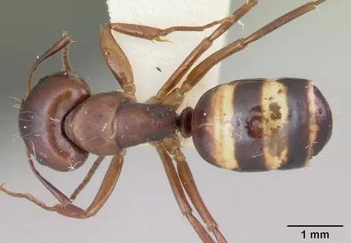 Camponotus subbarbatus specimen CASENT0103352 image casent0103352_1