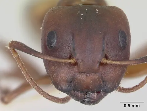 Camponotus subbarbatus specimen CASENT0103352 image casent0103352_2