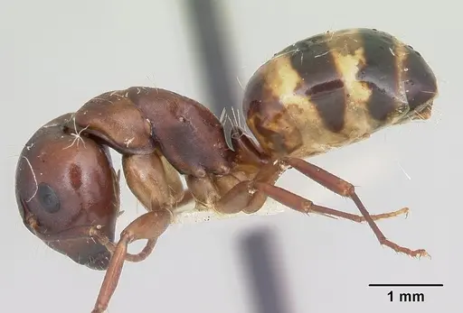 Camponotus subbarbatus specimen CASENT0103352 image casent0103352_3