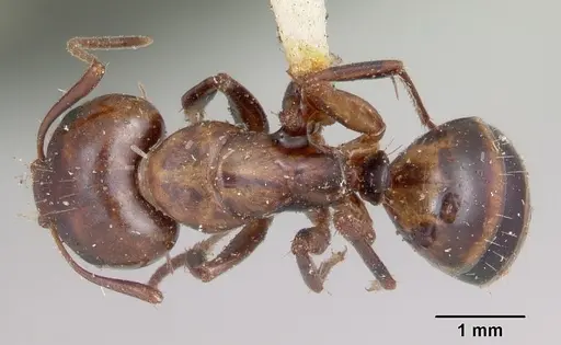 Camponotus subbarbatus specimen CASENT0103353 image casent0103353_1