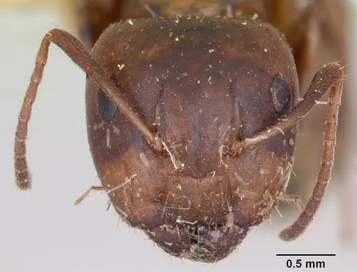 Camponotus subbarbatus specimen CASENT0103353 image casent0103353_2