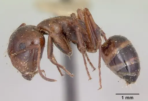 Camponotus subbarbatus specimen CASENT0103353 image casent0103353_3