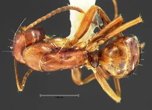 Camponotus subbarbatus specimen CASENT0105679 image casent0105679_1
