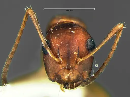Camponotus subbarbatus specimen CASENT0105679 image casent0105679_2