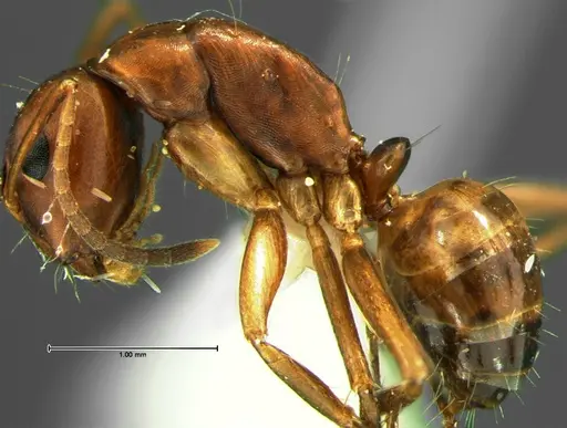 Camponotus subbarbatus specimen CASENT0105679 image casent0105679_3