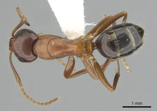 Camponotus subbarbatus specimen CASENT0249371 image casent0249371_1