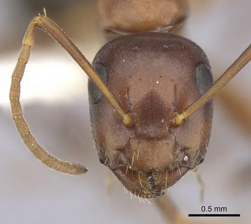 Camponotus subbarbatus specimen CASENT0249371 image casent0249371_2