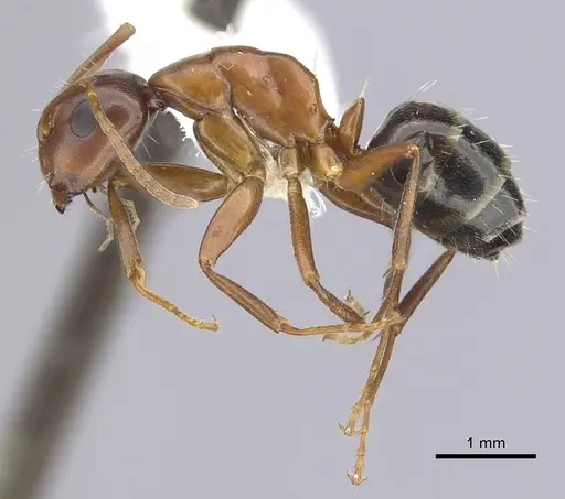 Camponotus subbarbatus specimen CASENT0249371 image casent0249371_3