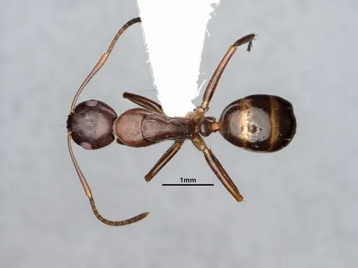 Camponotus subbarbatus specimen CASENT0653623 image casent0653623_1