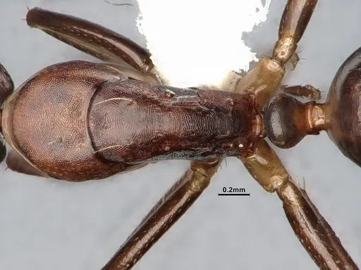 Camponotus subbarbatus specimen CASENT0653623 image casent0653623_2