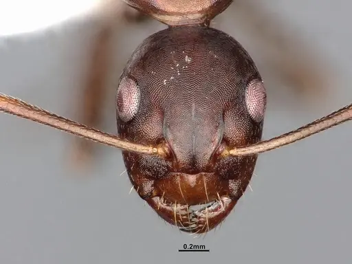 Camponotus subbarbatus specimen CASENT0653623 image casent0653623_3