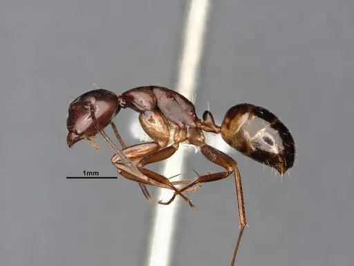 Camponotus subbarbatus specimen CASENT0653623 image casent0653623_4