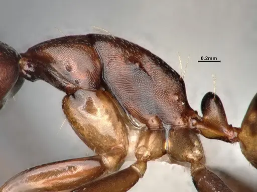 Camponotus subbarbatus specimen CASENT0653623 image casent0653623_5