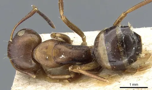 Camponotus subbarbatus specimen CASENT0905405 image casent0905405_1