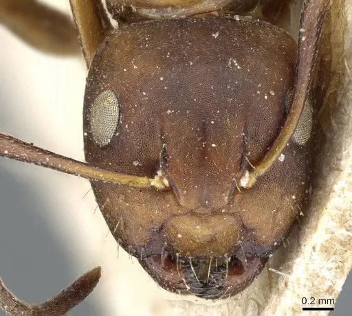 Camponotus subbarbatus specimen CASENT0905405 image casent0905405_2