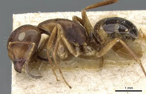 Camponotus subbarbatus specimen CASENT0905405 image casent0905405_3