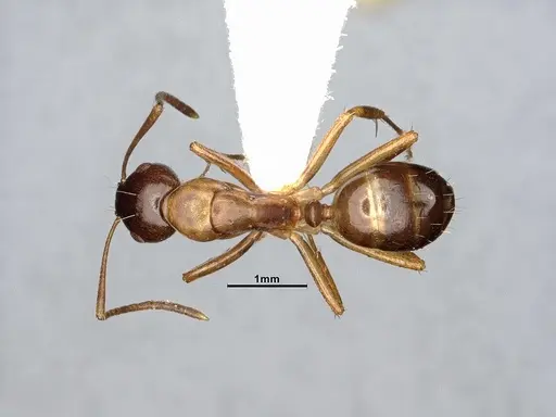 Camponotus subbarbatus specimen MEM212768 image mem212768_1