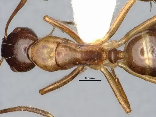Camponotus subbarbatus specimen MEM212768 image mem212768_2