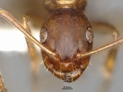 Camponotus subbarbatus specimen MEM212768 image mem212768_3