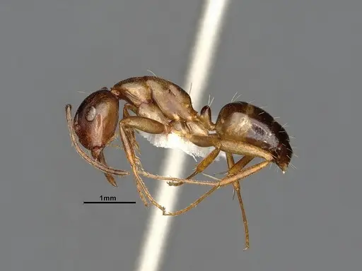 Camponotus subbarbatus specimen MEM212768 image mem212768_4