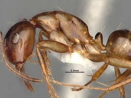 Camponotus subbarbatus specimen MEM212768 image mem212768_5