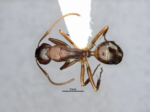 Camponotus subbarbatus specimen MEM290586 image mem290586_1
