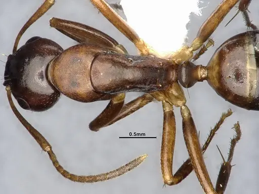 Camponotus subbarbatus specimen MEM290586 image mem290586_2