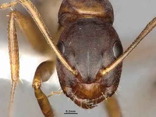 Camponotus subbarbatus specimen MEM290586 image mem290586_3
