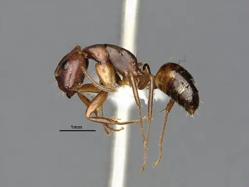 Camponotus subbarbatus specimen MEM290586 image mem290586_4