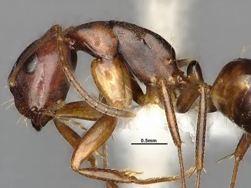 Camponotus subbarbatus specimen MEM290586 image mem290586_5