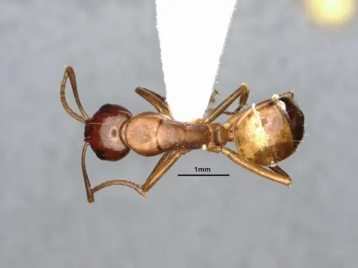 Camponotus subbarbatus specimen MEM290590 image mem290590_1