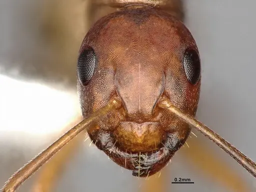 Camponotus subbarbatus specimen MEM290590 image mem290590_2