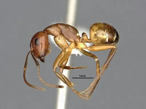 Camponotus subbarbatus specimen MEM290590 image mem290590_3