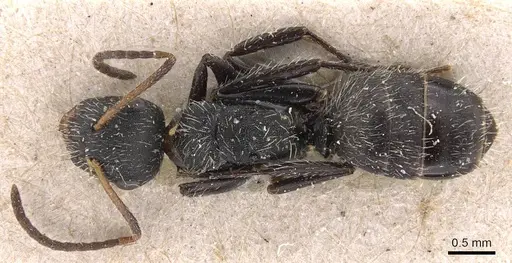 Camponotus subcircularis specimen CASENT0905526 image casent0905526_1