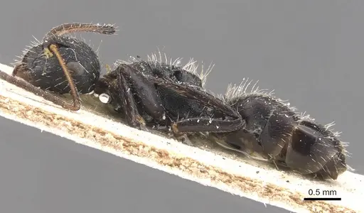 Camponotus subcircularis specimen CASENT0905526 image casent0905526_3