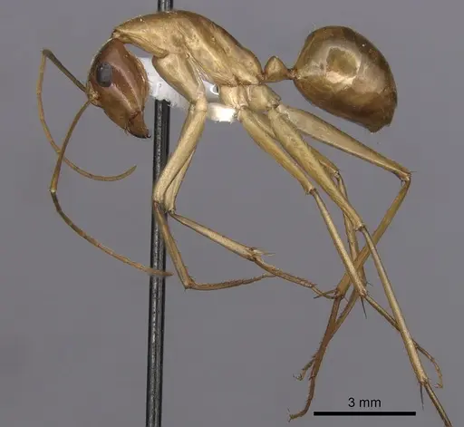 Camponotus subnitidus specimen CASENT0280201 image casent0280201_3