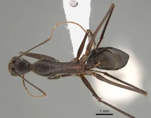 Camponotus subnitidus specimen CASENT0887724 image casent0887724_1