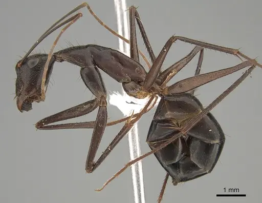 Camponotus subnitidus specimen CASENT0887724 image casent0887724_3