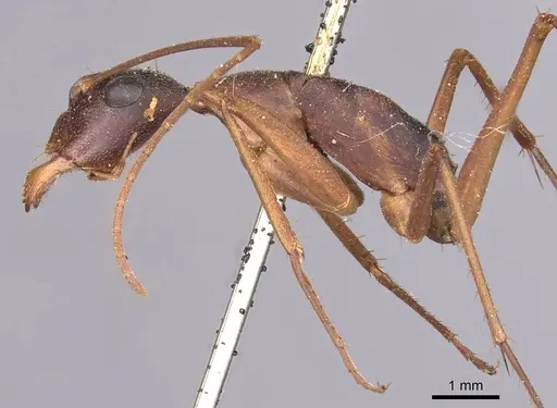 Camponotus subnitidus specimen CASENT0905246 image casent0905246_3