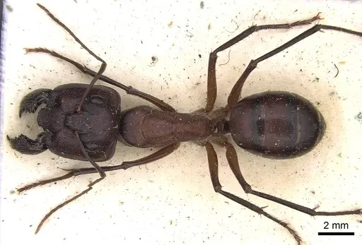 Camponotus subnitidus specimen CASENT0906927 image casent0906927_1