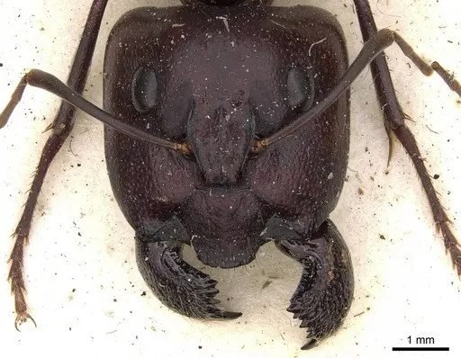 Camponotus subnitidus specimen CASENT0906927 image casent0906927_2