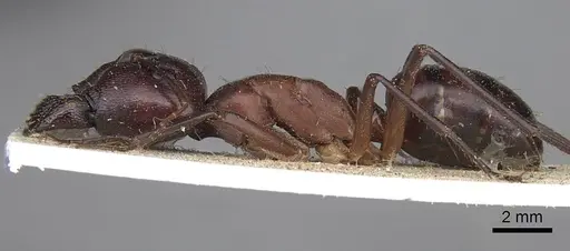Camponotus subnitidus specimen CASENT0906927 image casent0906927_3