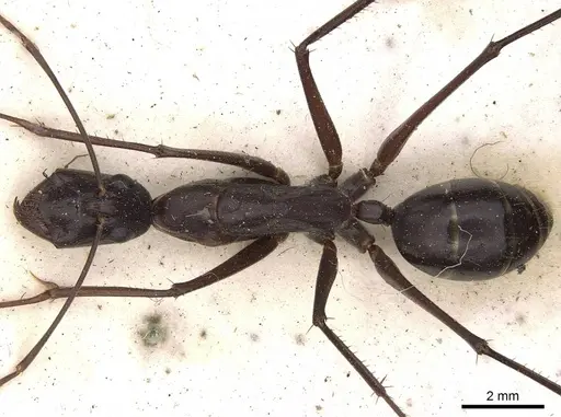 Camponotus subnitidus specimen CASENT0906928 image casent0906928_1