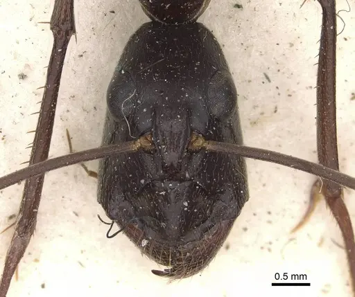 Camponotus subnitidus specimen CASENT0906928 image casent0906928_2